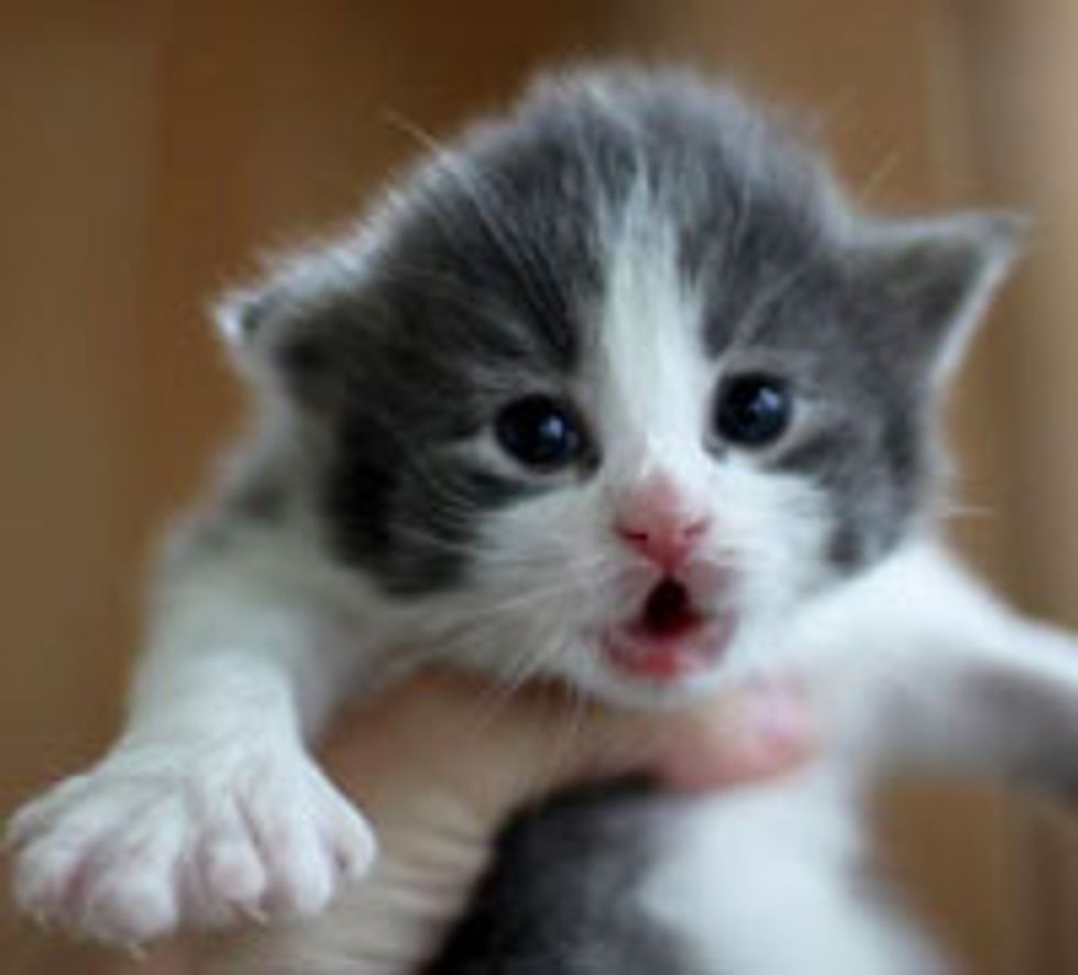 Amerigo the Little Furry Polydactyl Explorer