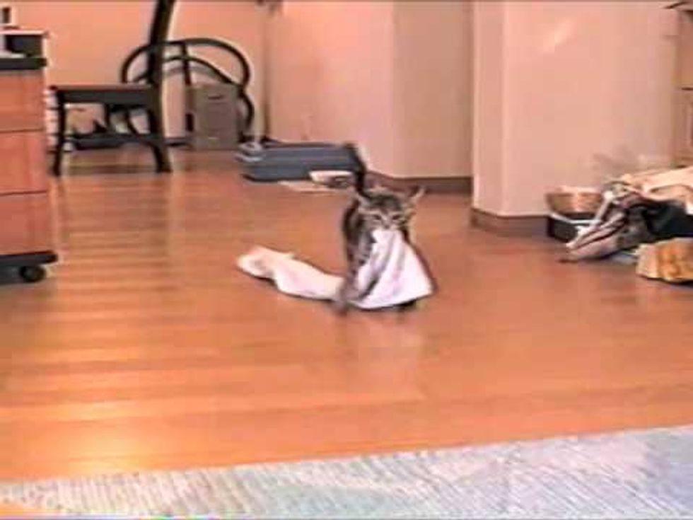 Kitty Fetches Towel