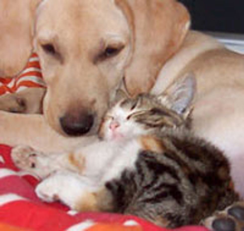 Lovely Friendship Between Kitty and Puppy