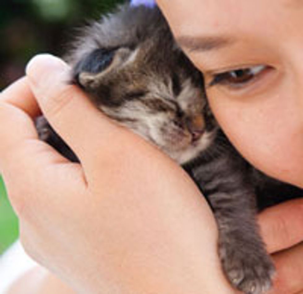 Three Kittens Found in Yard: Ichi, Ni, San