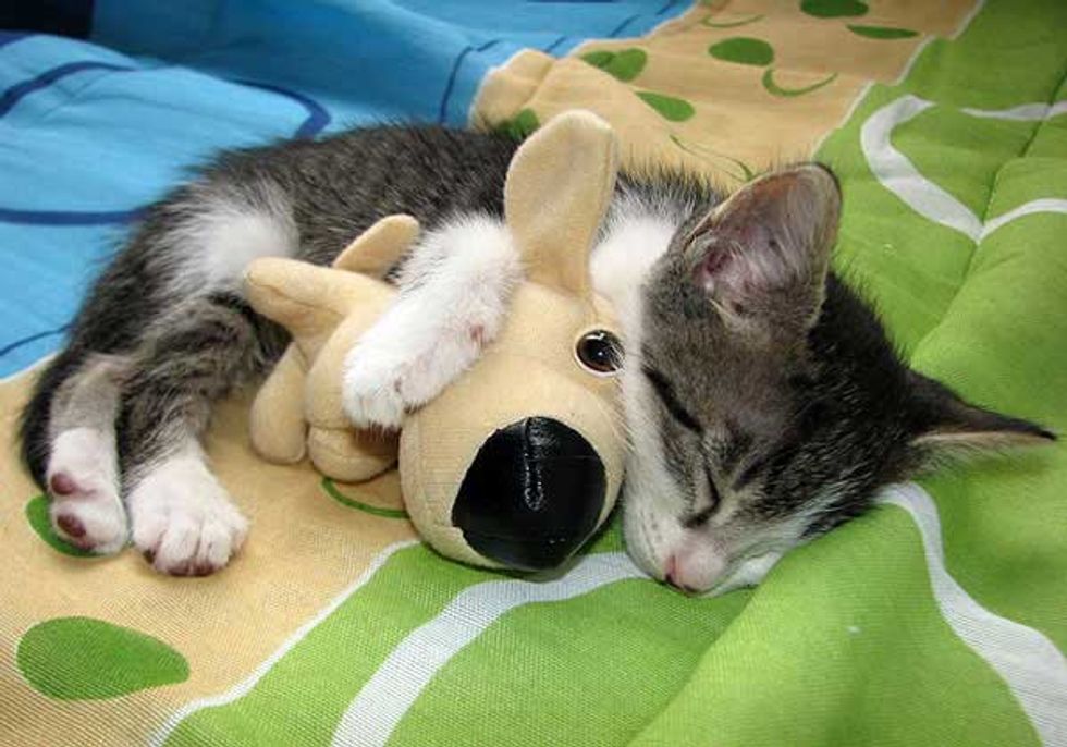 Kitten Cuddles with His Doggie Friend
