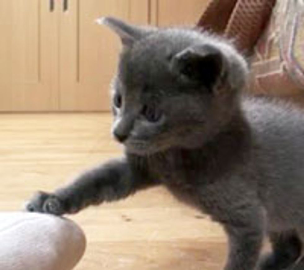 Little Kitten Challenges Big Foot