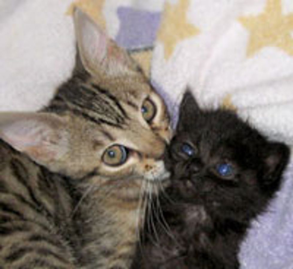 Little Bengal Foster Bonded with an Orphan Kitten