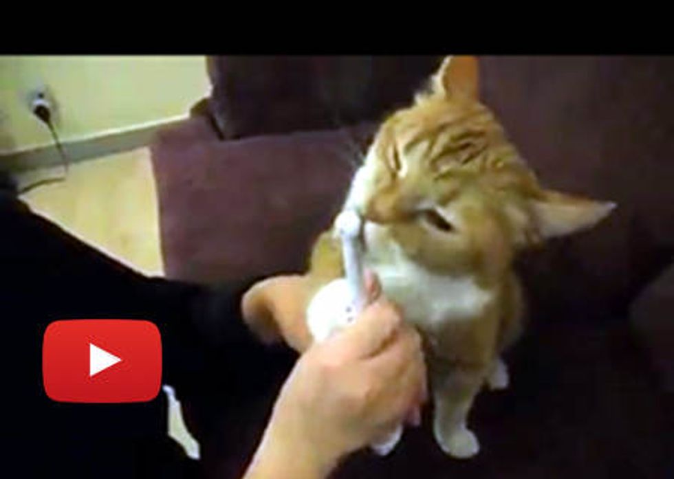 Poppy the Kitty Loves Toothbrush