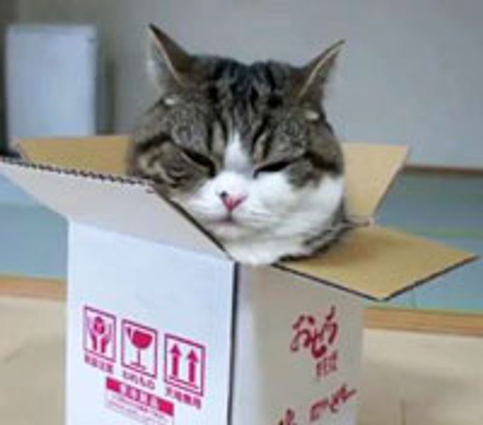 Maru's Love for a Small Box