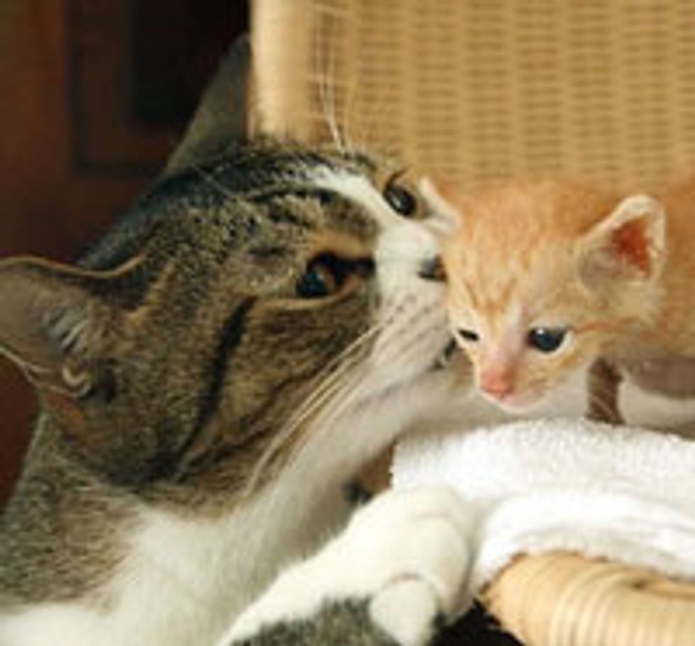 6 Amazing Stories of Fatherly Cats