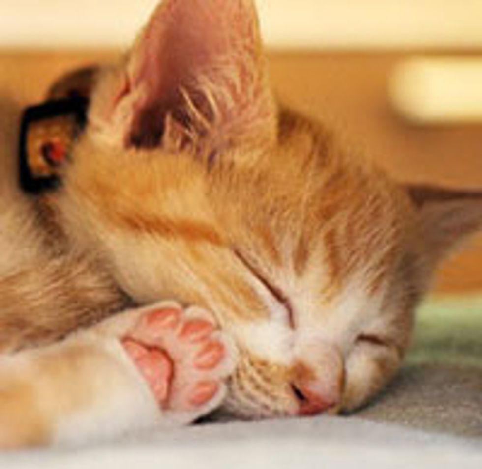 Bundle of Energy, Kotetsu the Ginger Rescue