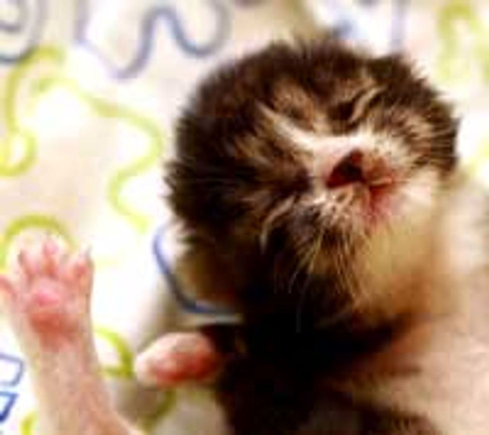 Journey of an Itty Bitty Rescue Kitty