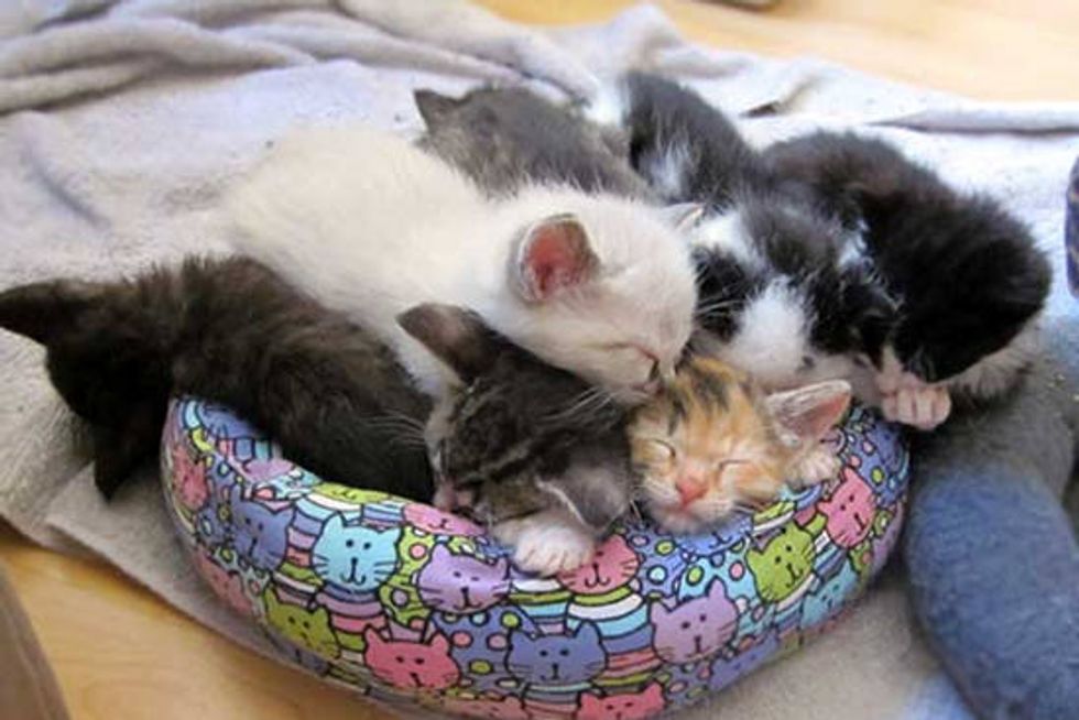 Itty Bitty Kitties in Their Tiny Beds