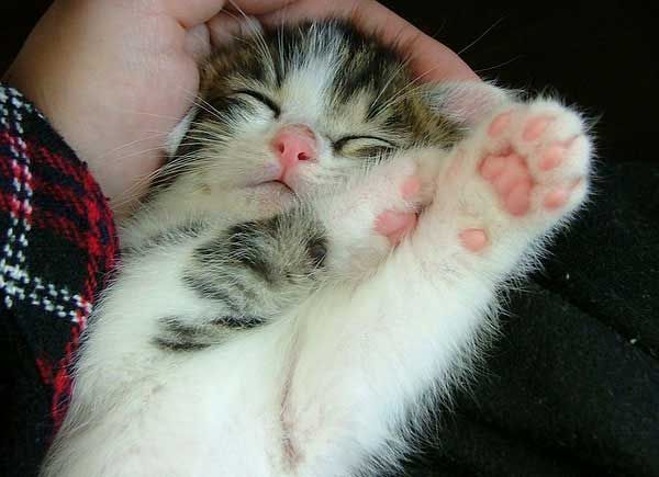 pink paw pad