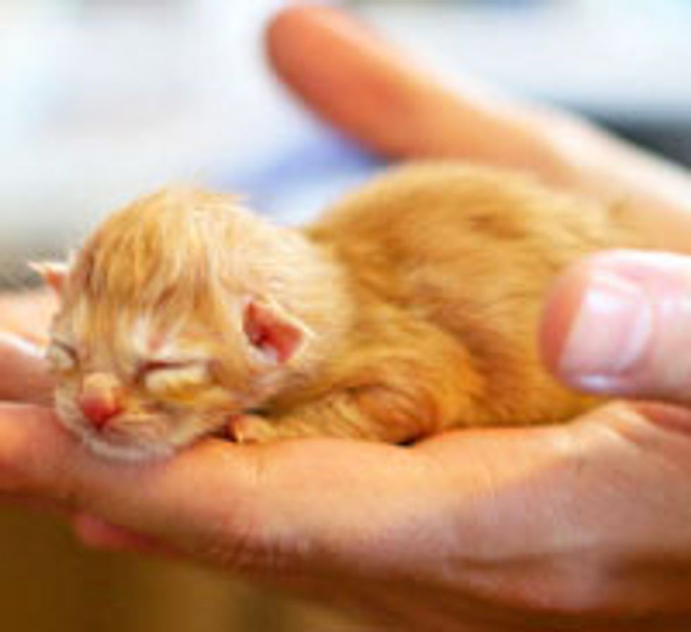 From Kitten to Cat, Dio the Ginger