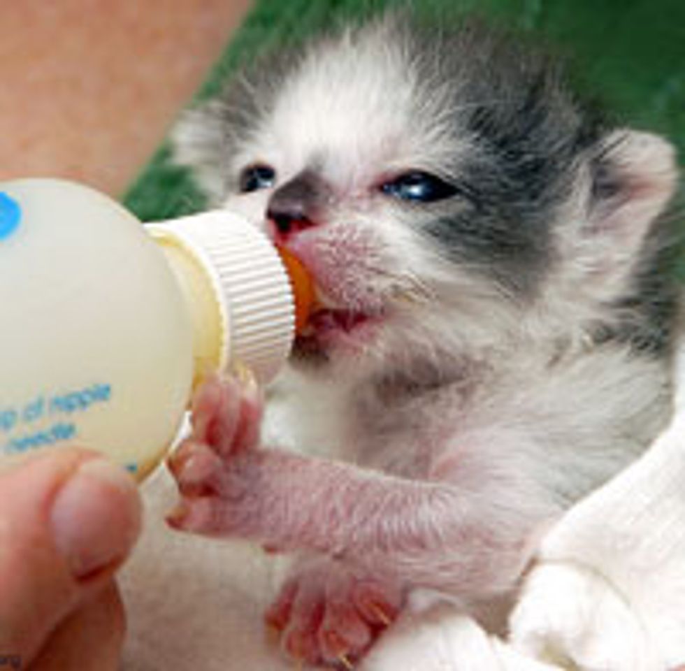 Precious Moment of a Bottle Kitten