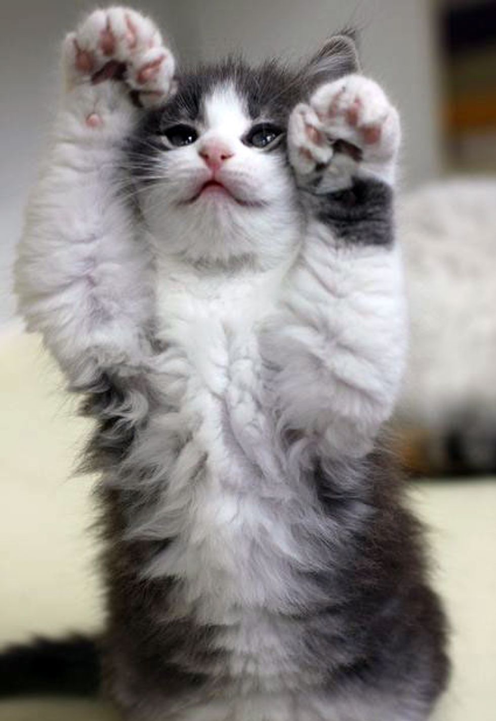 Poly Paws Up - Love Meow