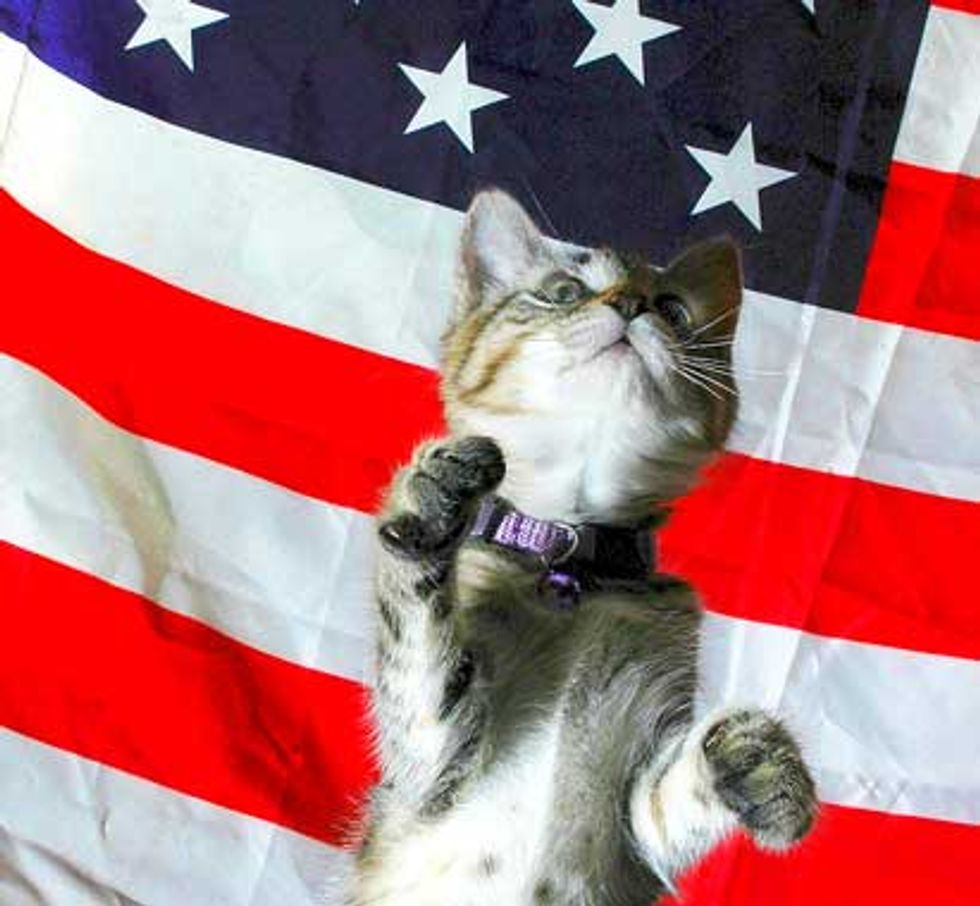 Meow! Happy 4th of July!