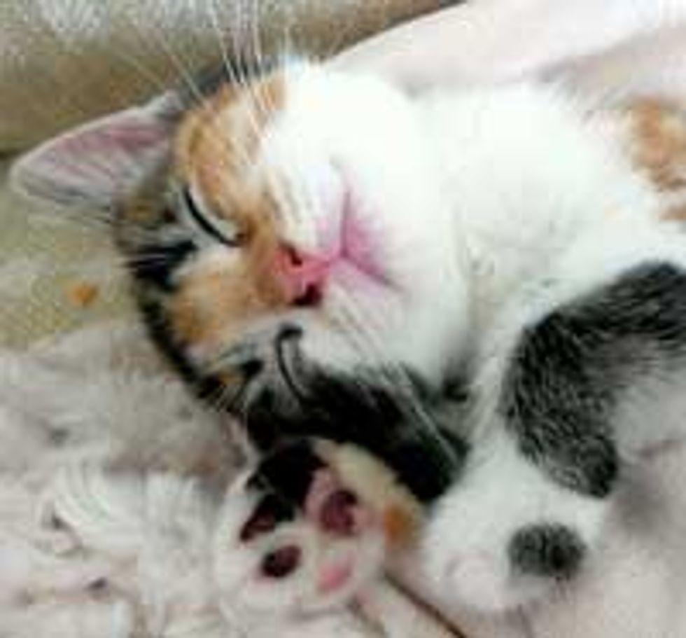 Nala the Calico Finds Love and Home