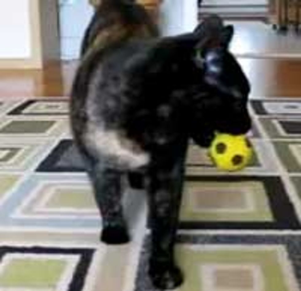 Tortie Kitty Plays Fetch