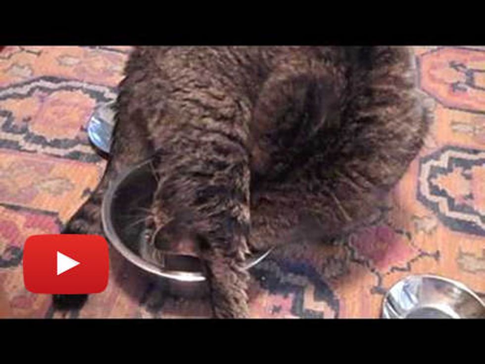 Kitty Drinks Water Like a Contortionist