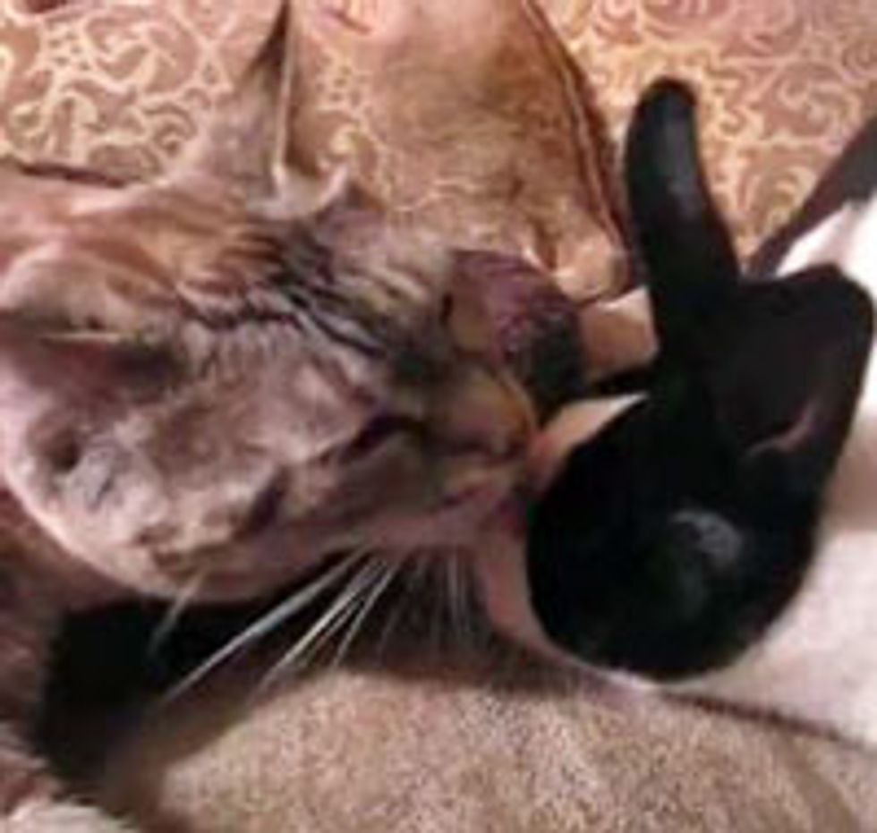 Kitty Gives Bunny a Bath