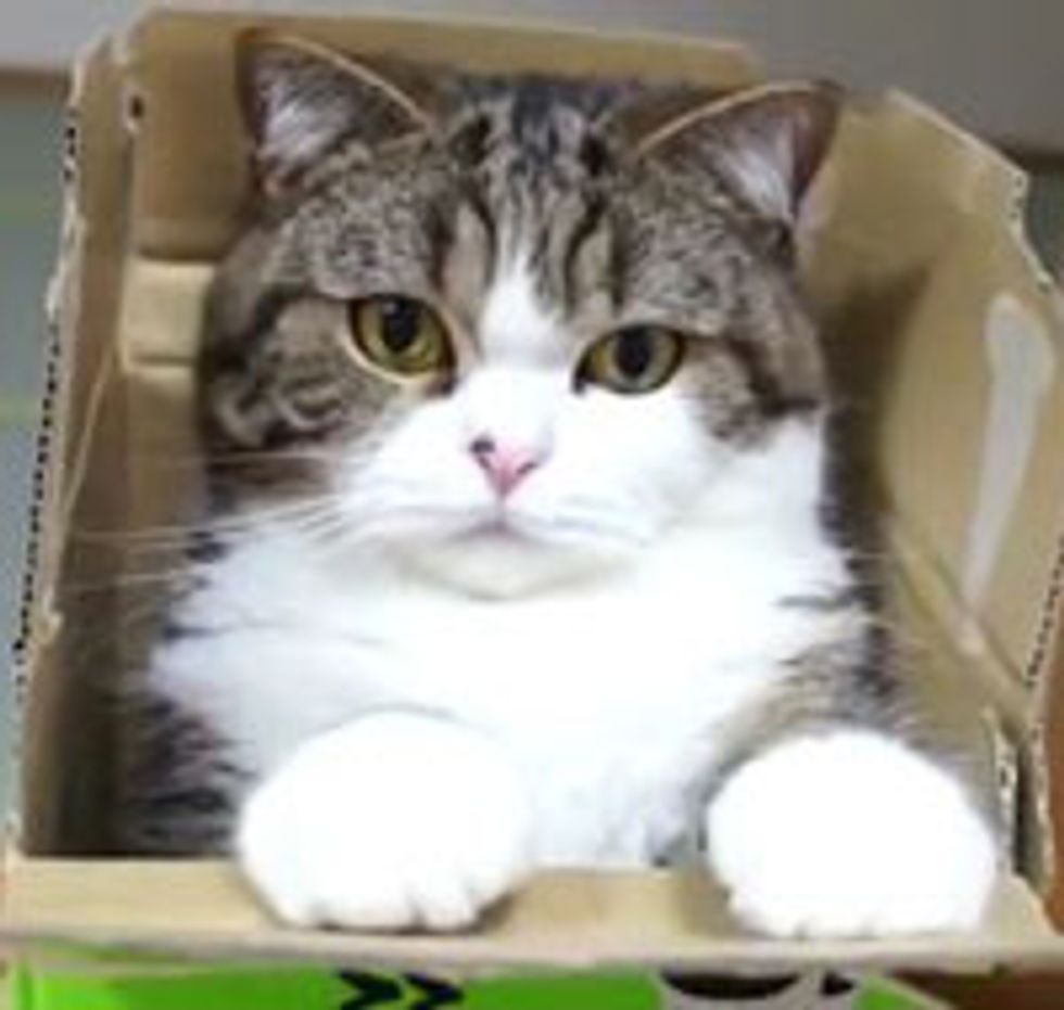 Maru Plays in a Box