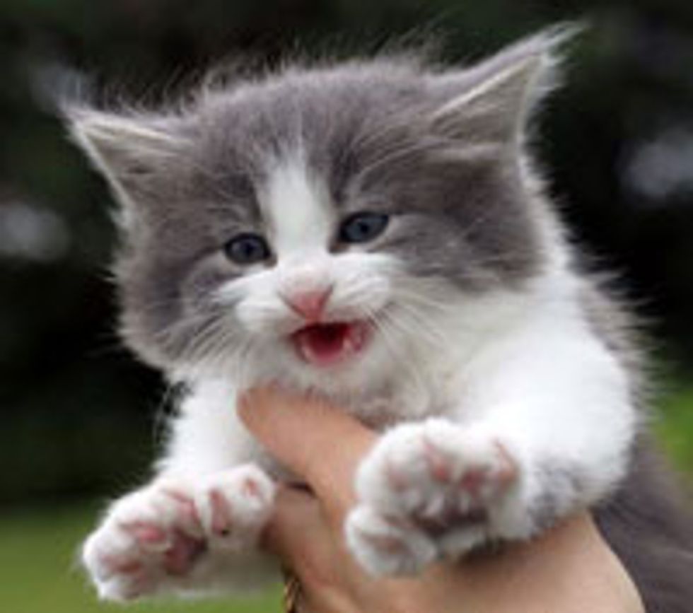 Poly Foster Kitty Now and Then
