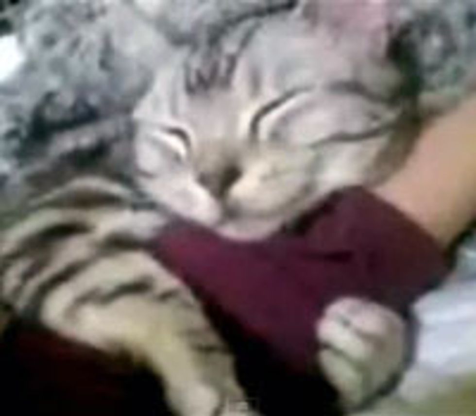 Kitty Squeeeeeeze!