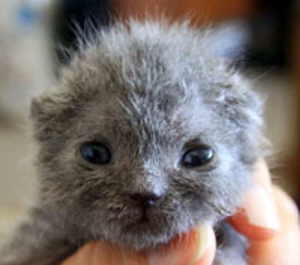 Pink the Little Furry Fighter