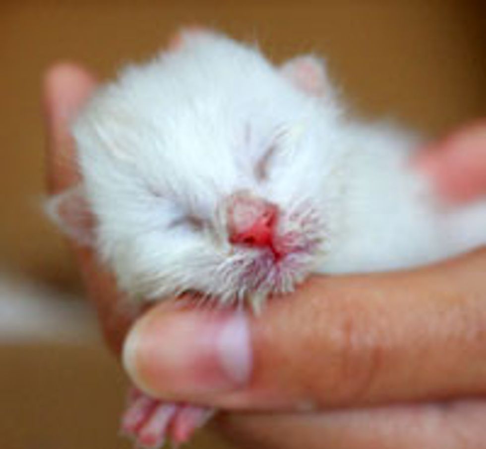 Little White Rescue Kitty Found Happiness