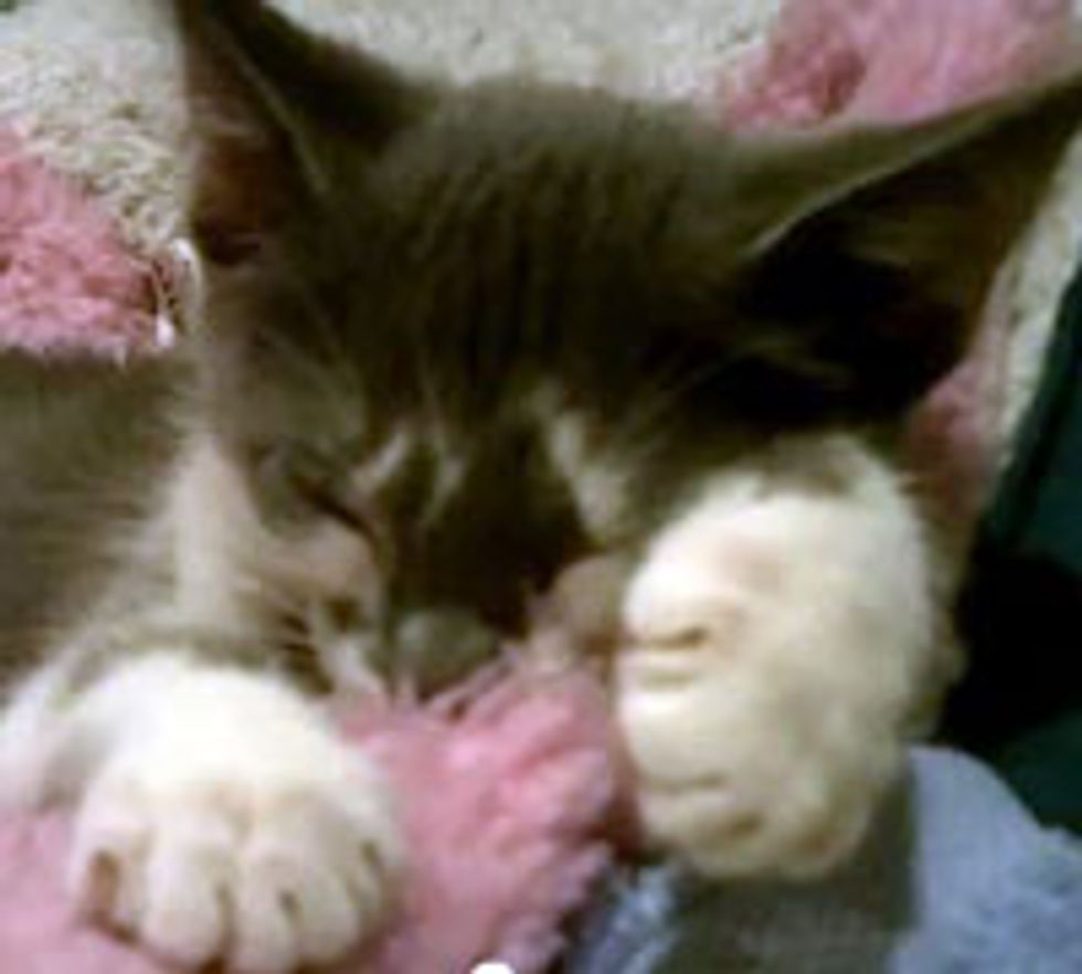 Kitty Interrupted by a Nap