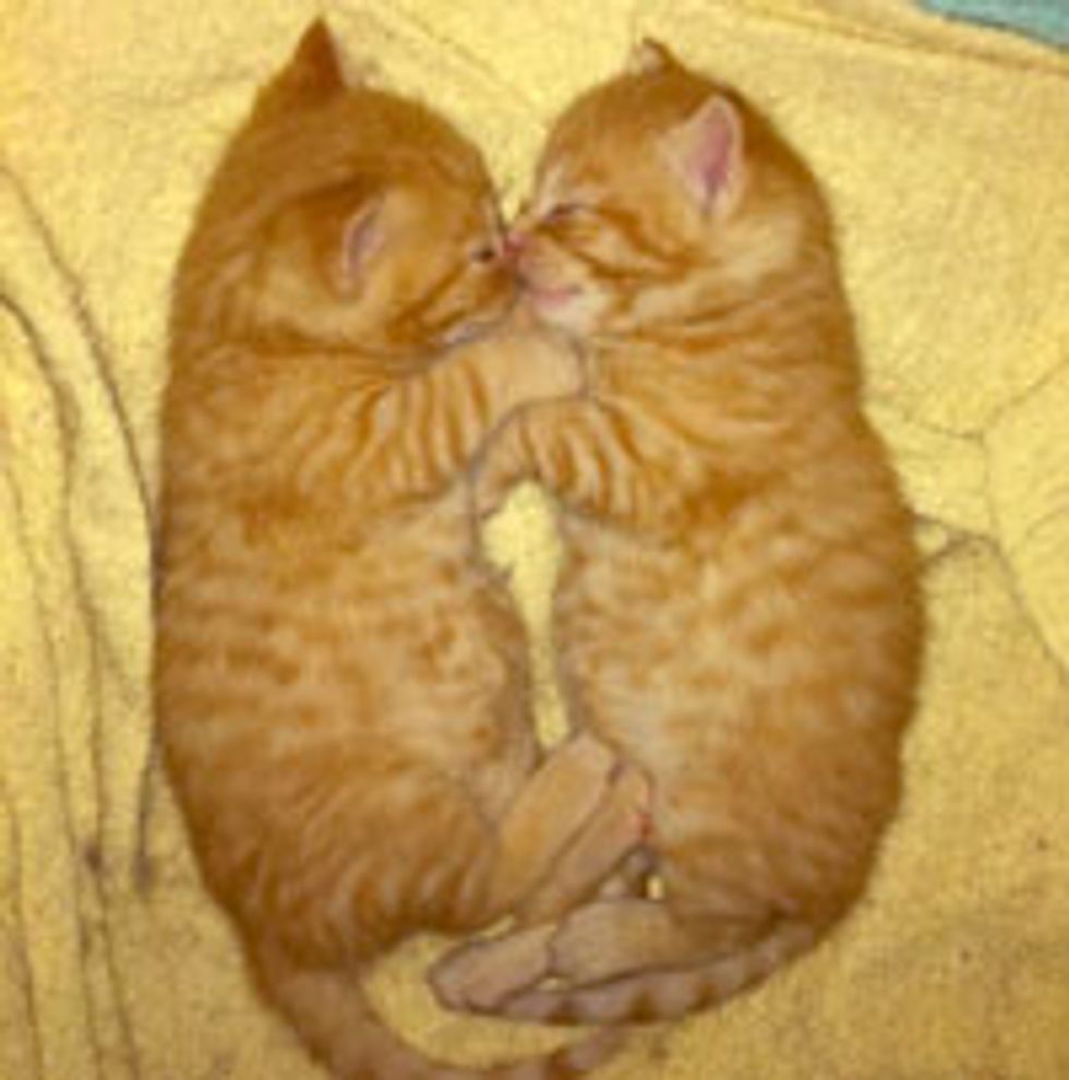 Two Cuddly Ginger Brothers, Then and Now