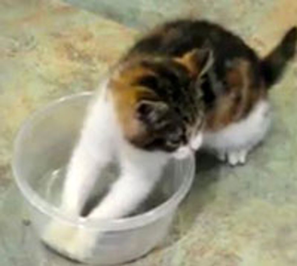 Bowl of Honey