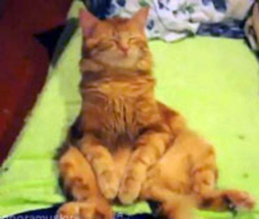 Sweet Kitty Dozes off While Sitting Up