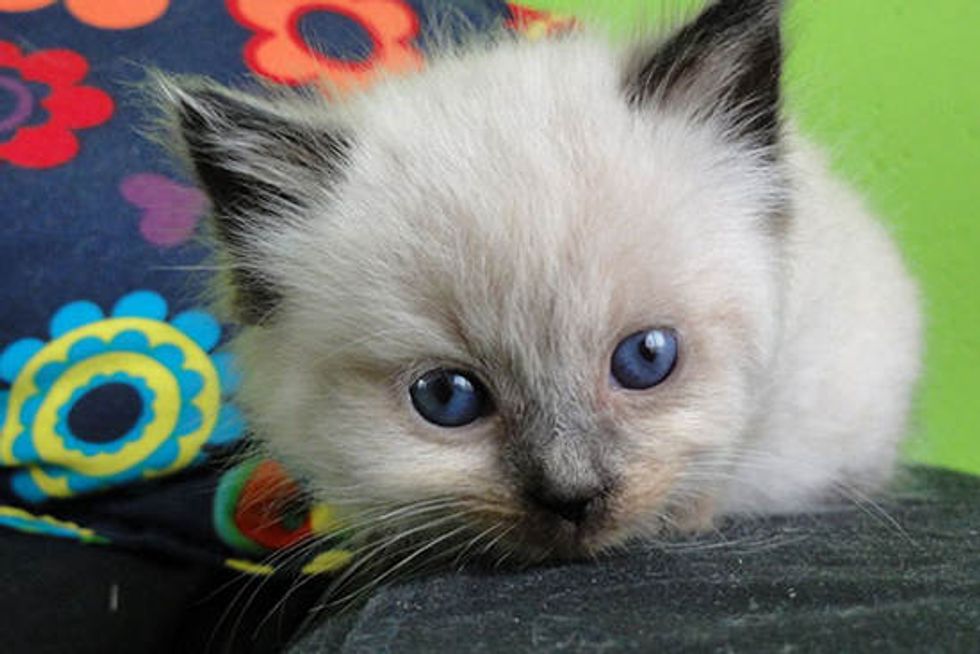 Cappuccino, a Little Cup of Fluff