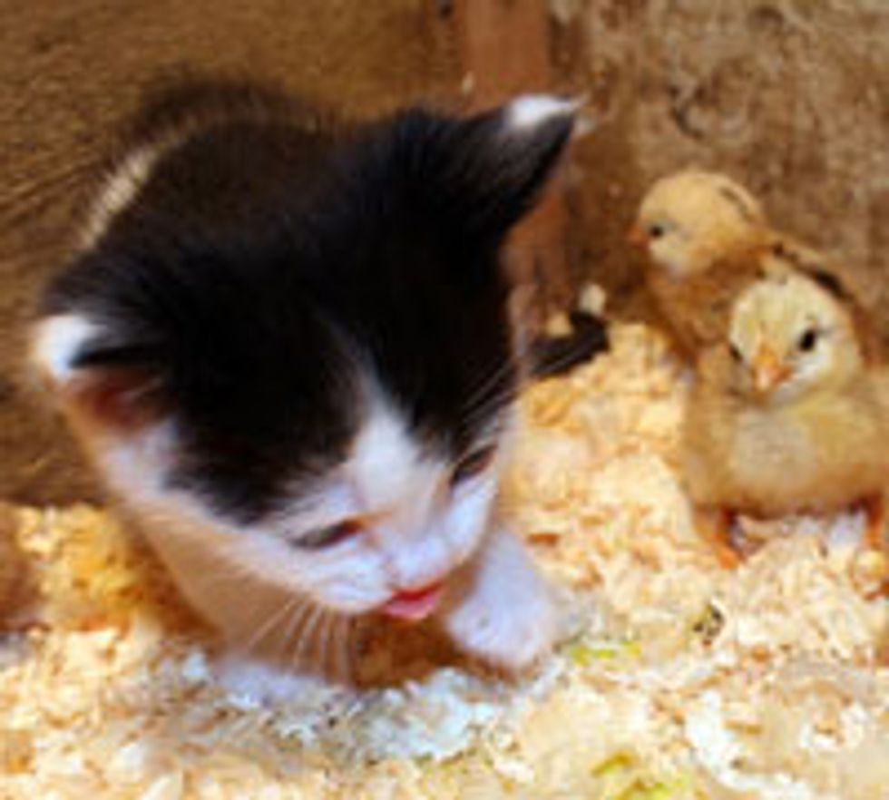 Kitten and Chicks
