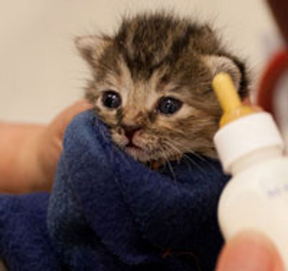 Tiny Bottle Kitten