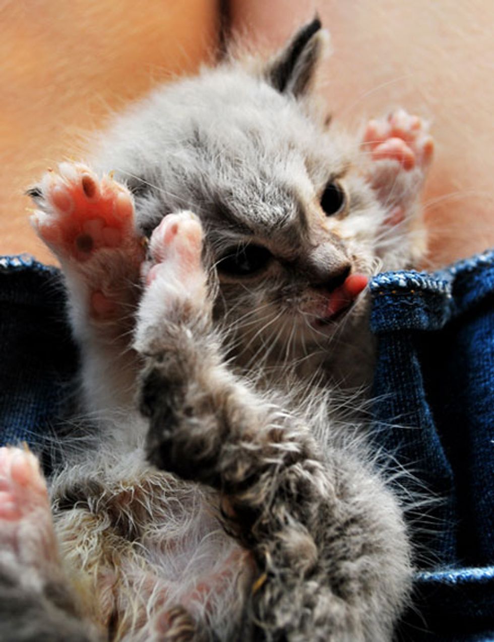 Russell the Teeny Tabby and Huge Lovebug