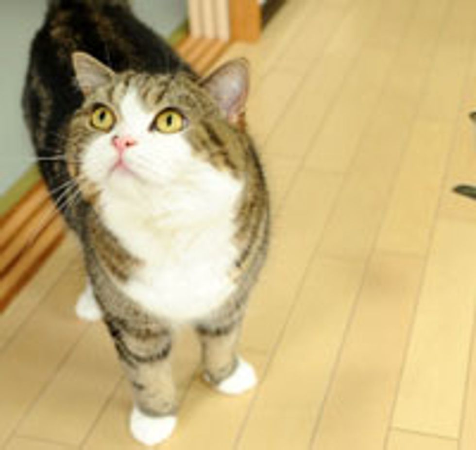 Maru Calls for Attention