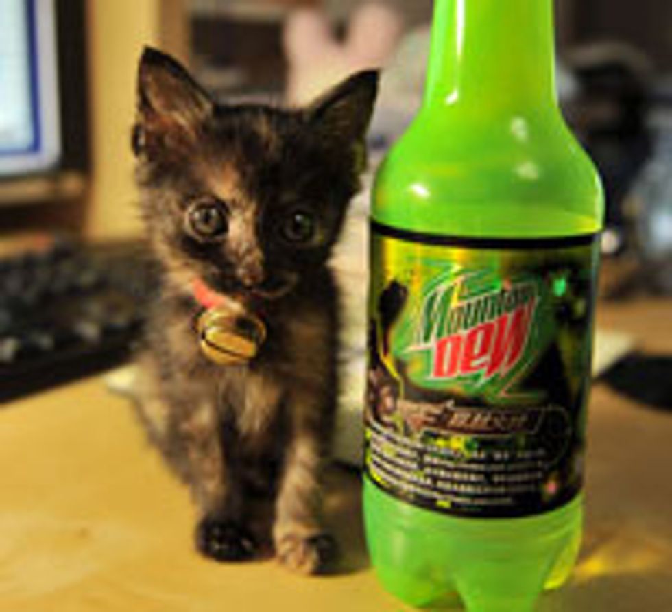 Tiny Bitty Tortie Finds Second Chance