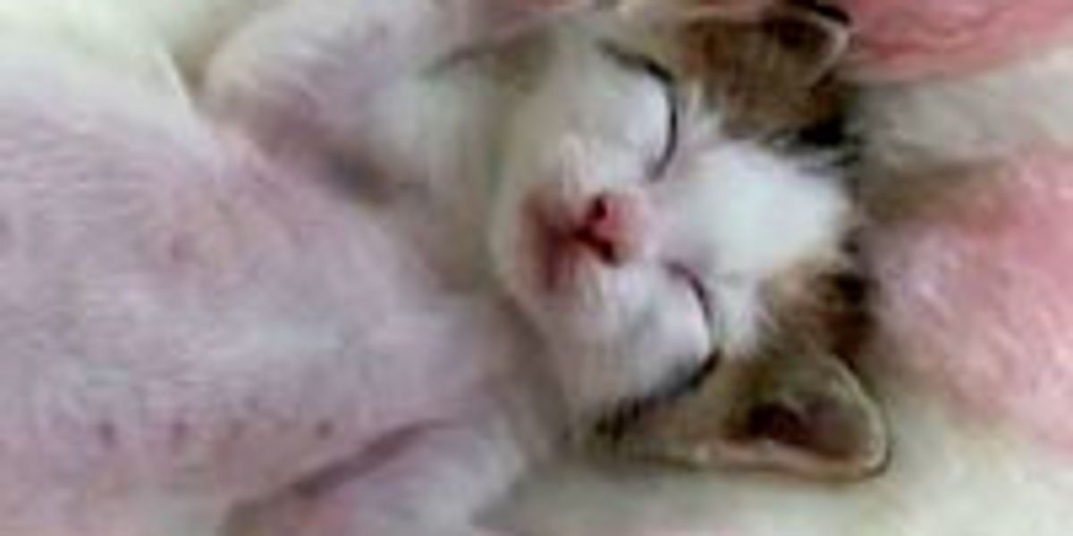 Sweet Kitten Twitching in Her Sleep - Love Meow Sweet Kitten Twitching in Her Sleep - Love Meow