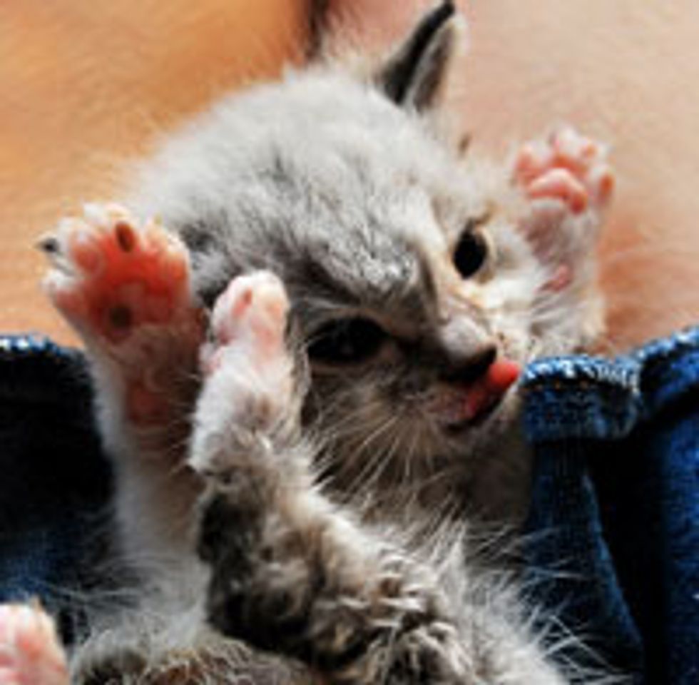 Paws in the Air!
