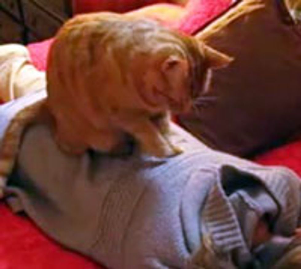 Kitty Gives Human a Back Massage
