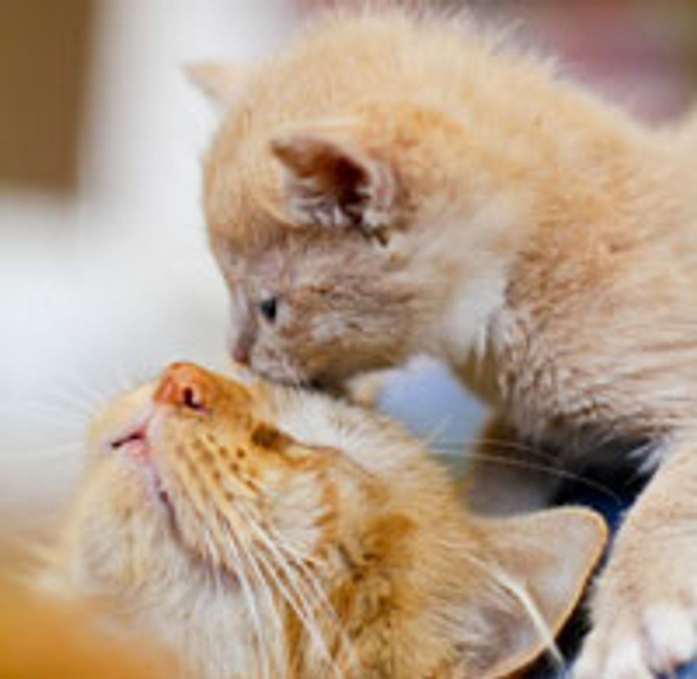 Love and Kisses