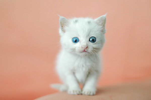 White little shop cat