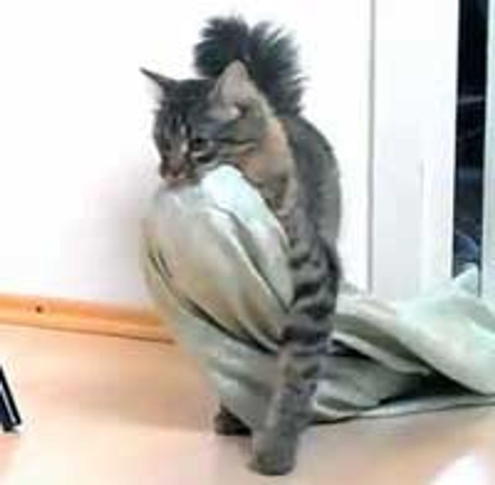 Kitty Confiscates Bed Sheets