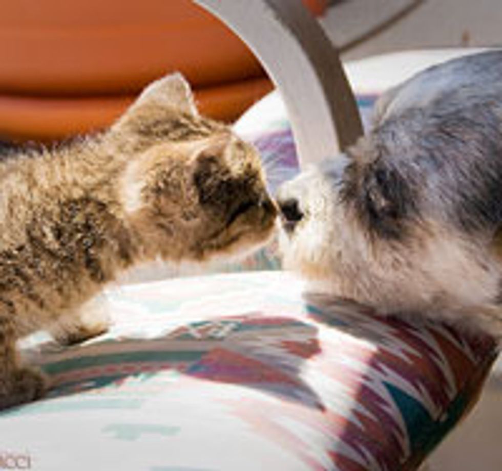 Friendship Begins with a Kiss