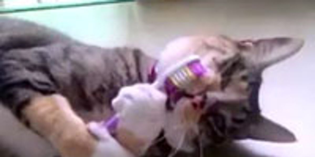 Kitty Loves Toothbrush Love Meow