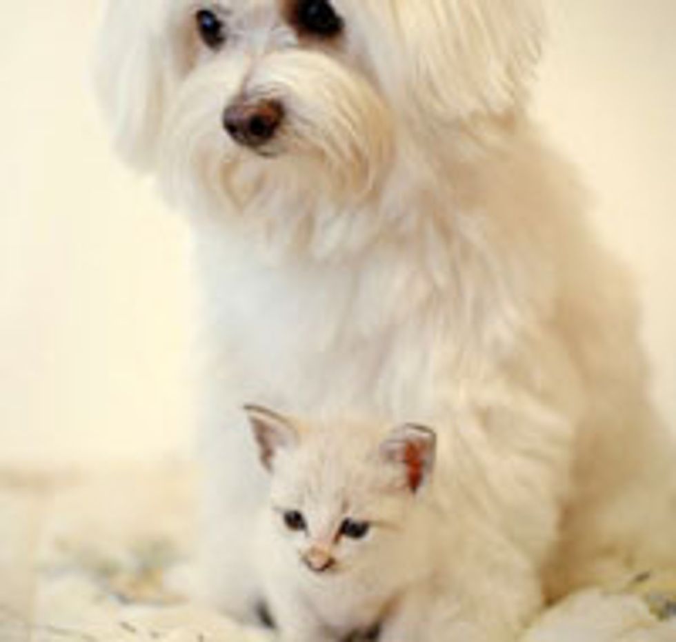 Minnie the Kitty and Her Canine Surrogate Parents