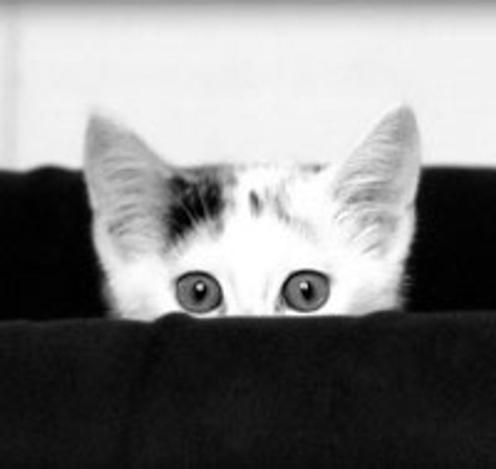 Peekaboo Kitty