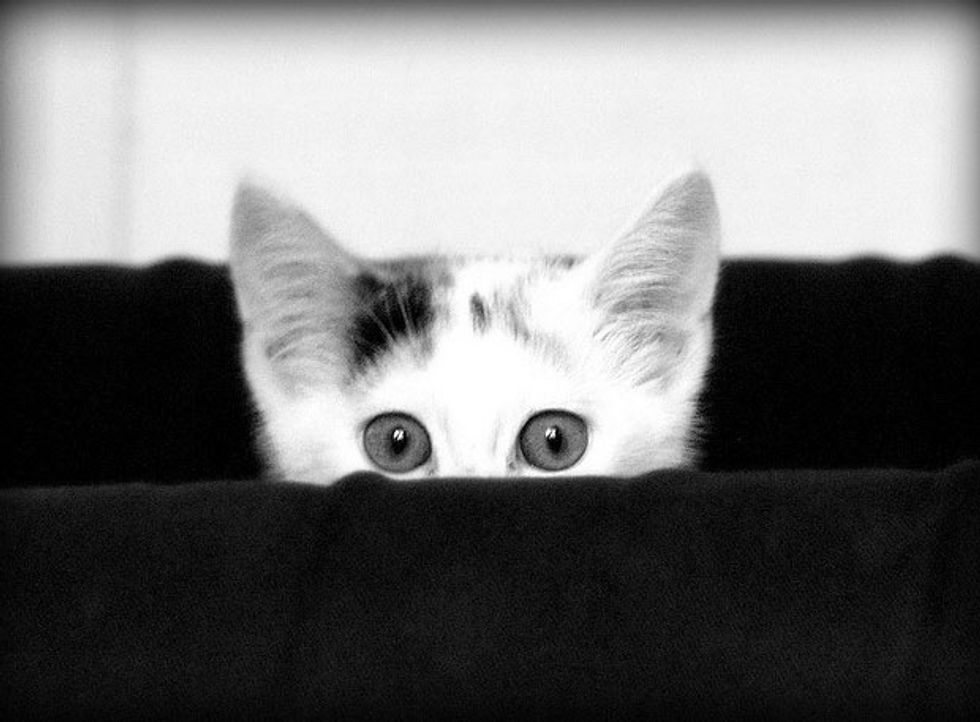 Peekaboo Kitty - Love Meow