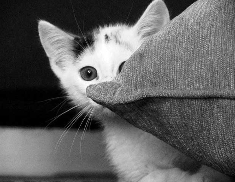 Peekaboo Kitty - Love Meow