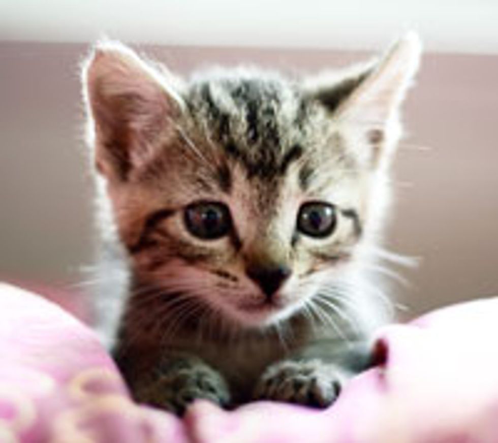 Tiny Bitty Kitty Found Under a Shed